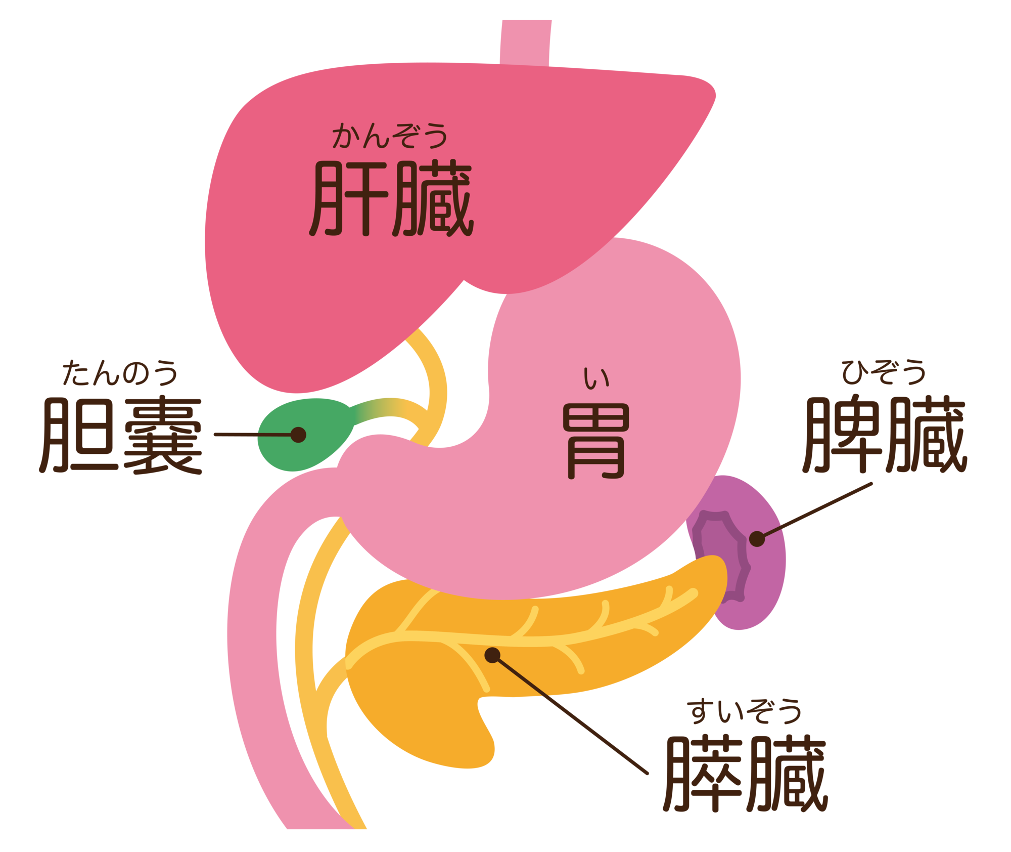 胆のうポリープ